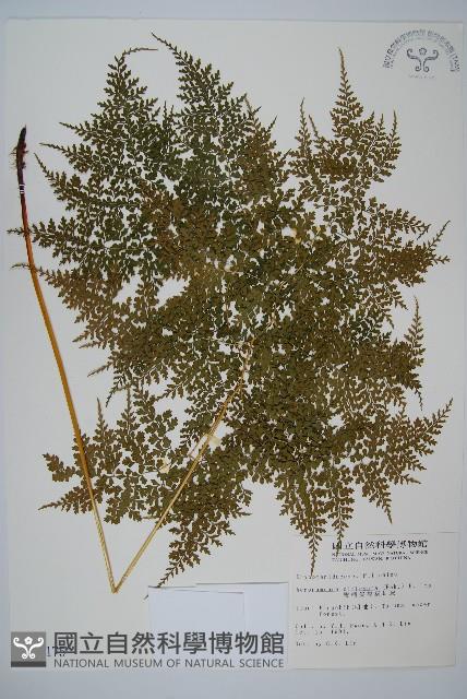 彎柄假複葉耳蕨藏品圖，第1張