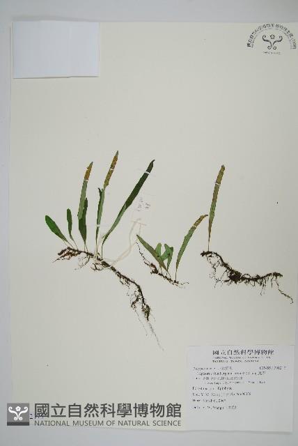 瓦葦藏品圖，第1張