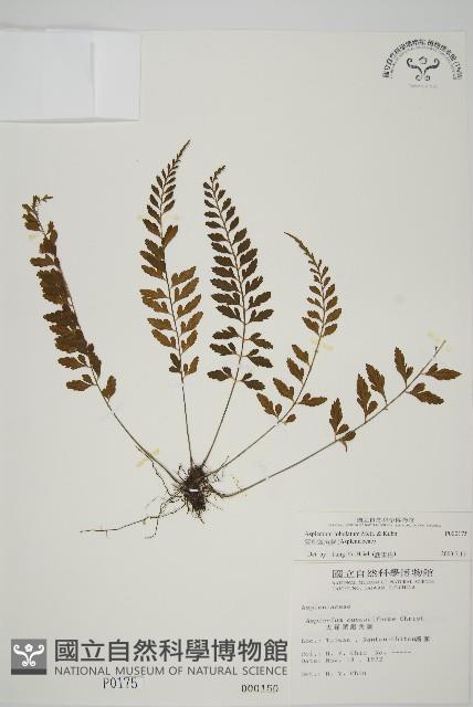 裂葉鐵角蕨藏品圖，第1張