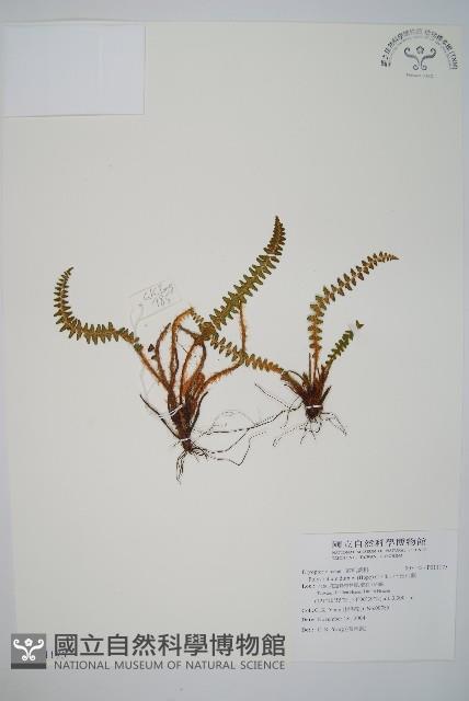 Accession Number:P011175 Collection Image, Figure 1, Total 2 Figures