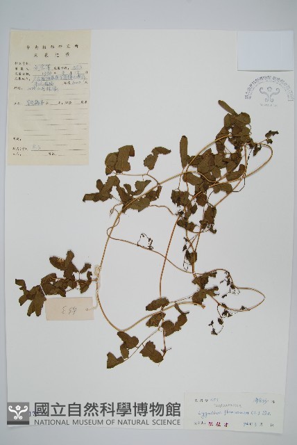 曲軸海金沙藏品圖，第1張