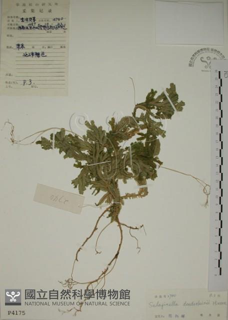 生根卷柏藏品圖，第1張