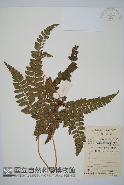 細葉複葉耳蕨藏品圖，第1張