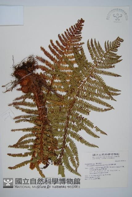 尖葉耳蕨藏品圖，第1張