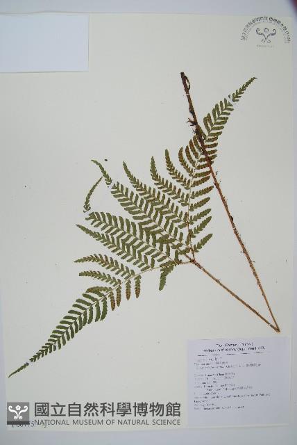 臺灣鱗毛蕨藏品圖，第1張