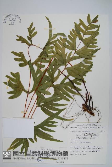 疏羽半邊旗藏品圖，第1張