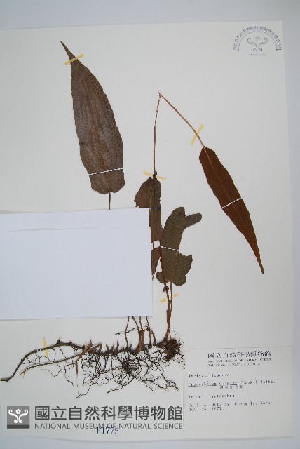 單葉新月蕨藏品圖，第1張