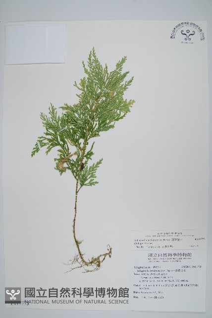 異葉卷柏藏品圖，第1張