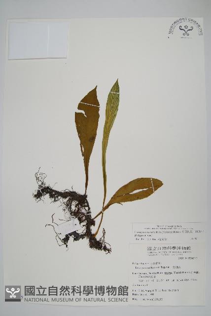 柳葉劍蕨藏品圖，第1張