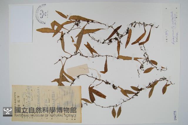 喙葉骨牌蕨藏品圖，第1張