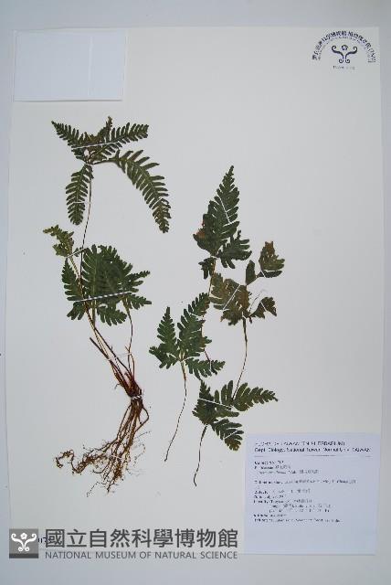 翅柄鳳尾蕨藏品圖，第1張