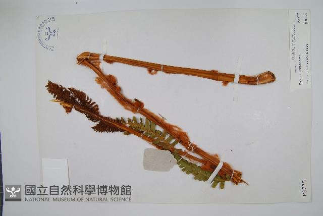 登錄號:P003775藏品圖，第1張