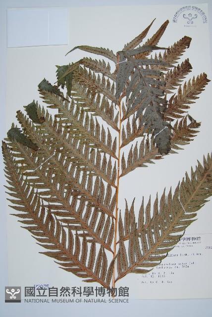 東方狗脊蕨藏品圖，第1張