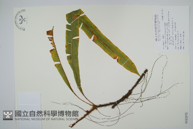 蓧蕨藏品圖，第1張
