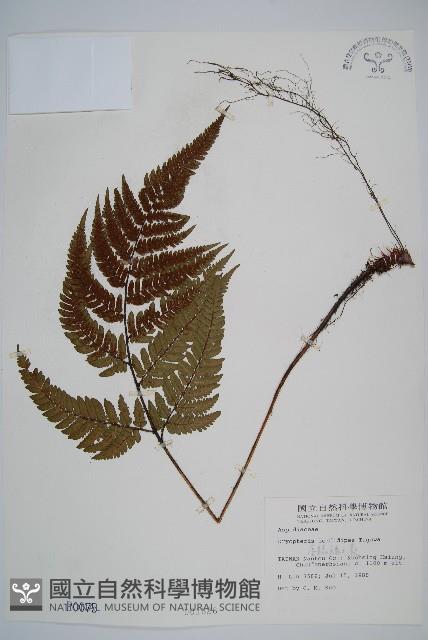 落鱗鱗毛蕨藏品圖，第1張