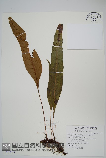 斷線蕨藏品圖，第1張