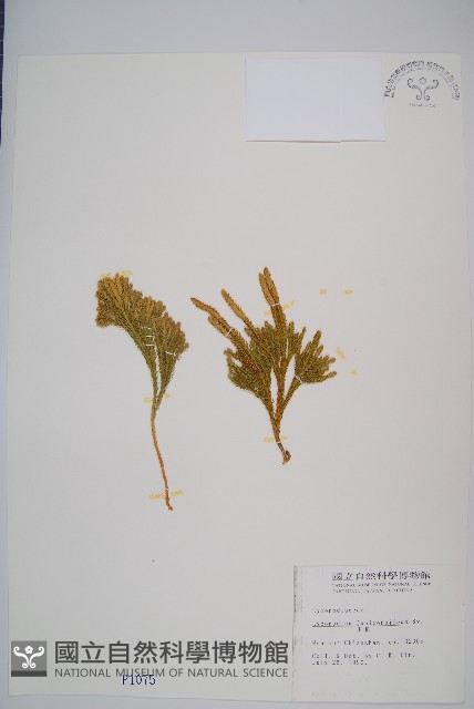 玉柏藏品圖，第1張