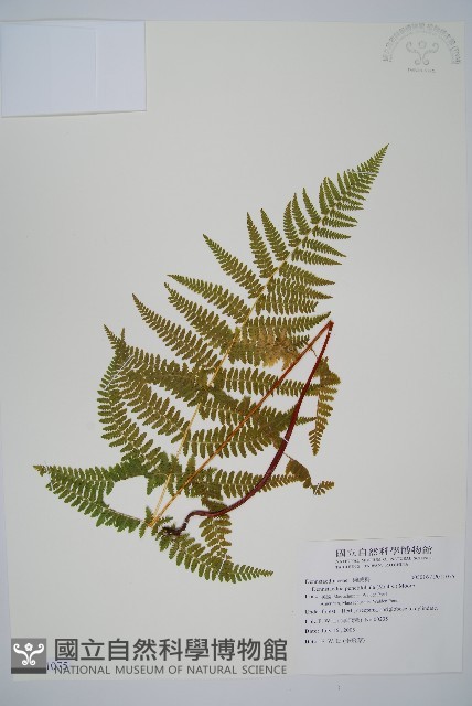 登錄號:P011075藏品圖，第1張