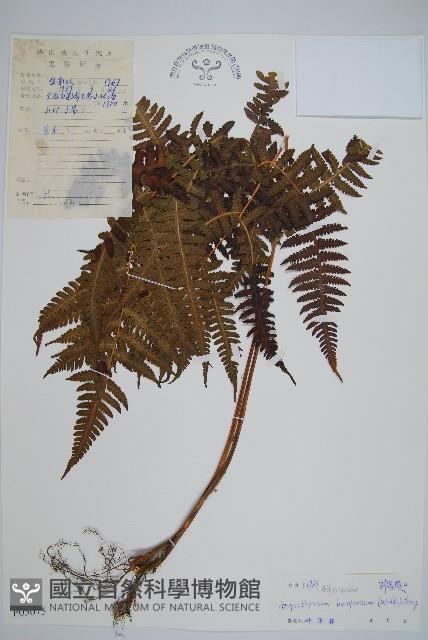 南洋假鱗毛蕨藏品圖，第1張