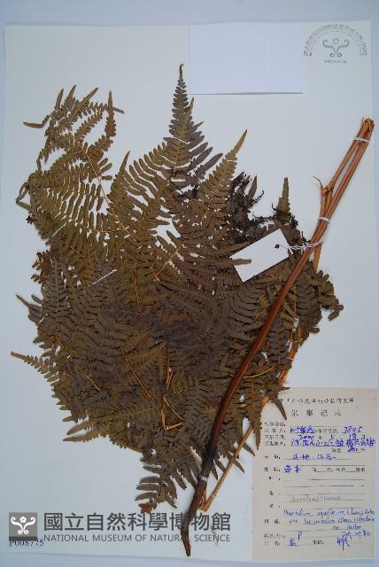 蕨藏品圖，第1張