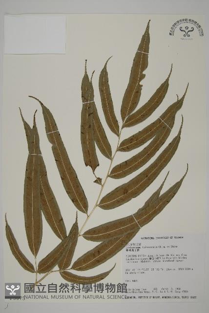 華鳳丫蕨藏品圖，第1張