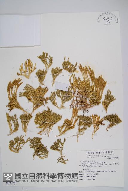 玉山石松藏品圖，第1張