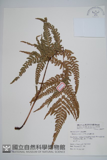 南海鱗毛蕨藏品圖，第1張