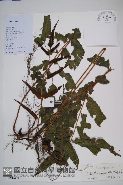 海南實蕨藏品圖，第1張