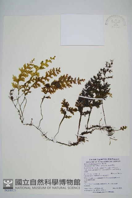 蕗蕨藏品圖，第1張