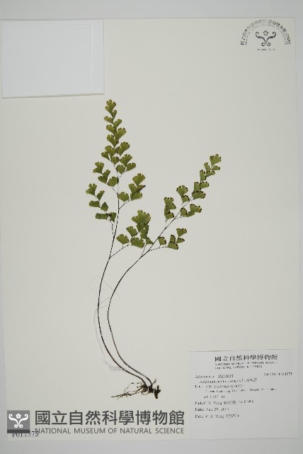 鐵線蕨藏品圖，第1張