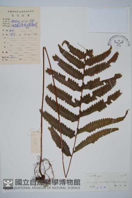 邊緣鱗蓋蕨藏品圖，第1張