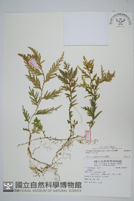 全緣卷柏藏品圖，第1張