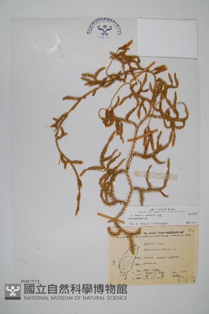 石松藏品圖，第1張