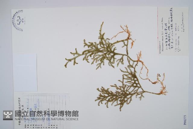 燈龍草藏品圖，第1張