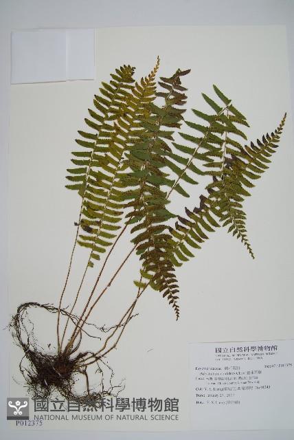 臺東耳蕨藏品圖，第1張