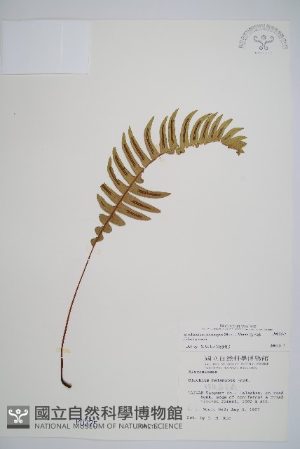 雉尾烏毛蕨藏品圖，第1張
