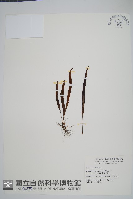大武禾葉蕨藏品圖，第1張