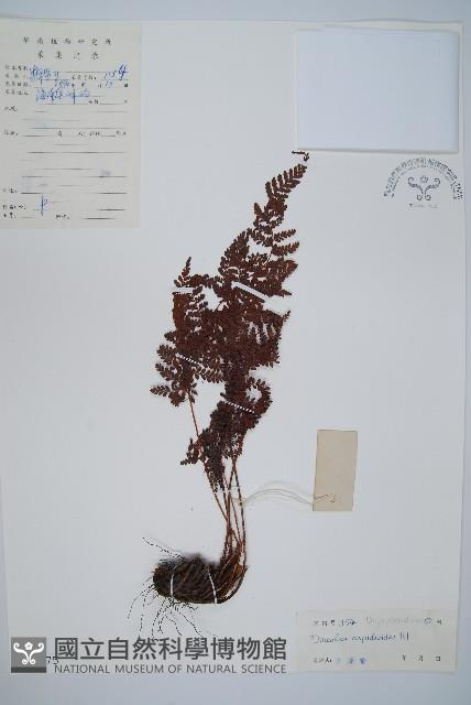 紅線蕨藏品圖，第1張