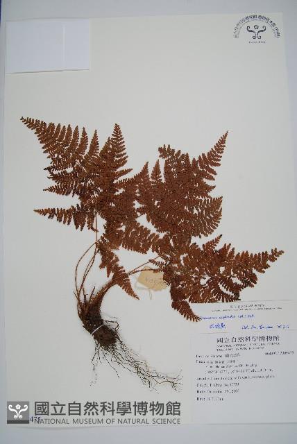 紅腺蕨藏品圖，第1張
