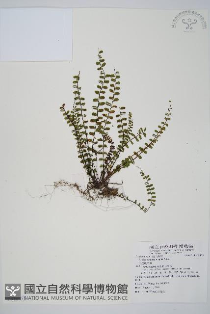 鐵角蕨藏品圖，第1張