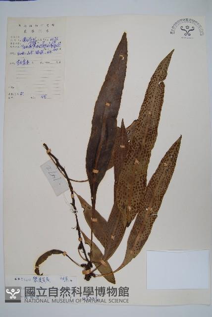 波氏星蕨藏品圖，第1張