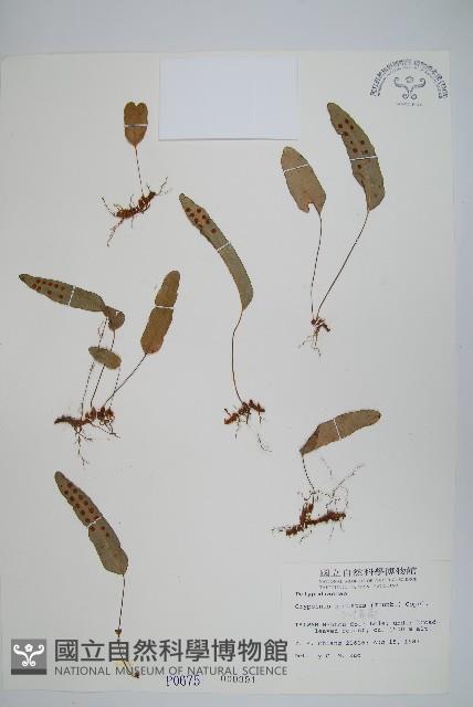 三葉茀蕨藏品圖，第1張