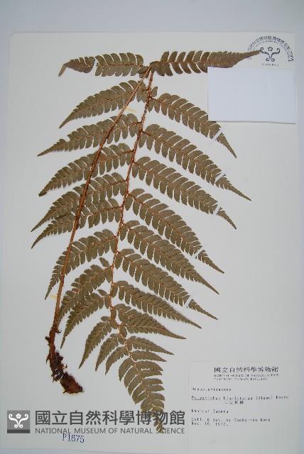 二尖耳蕨藏品圖，第1張