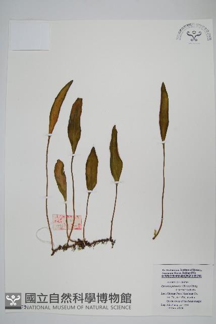 有柄石韋藏品圖，第1張