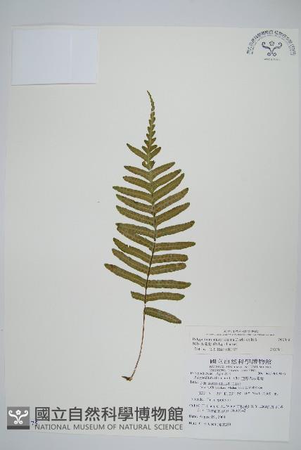 栗柄水龍骨藏品圖，第1張