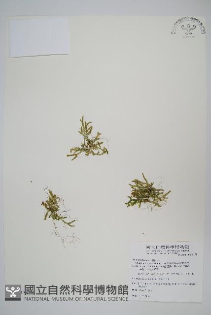 擬日本卷柏藏品圖，第1張