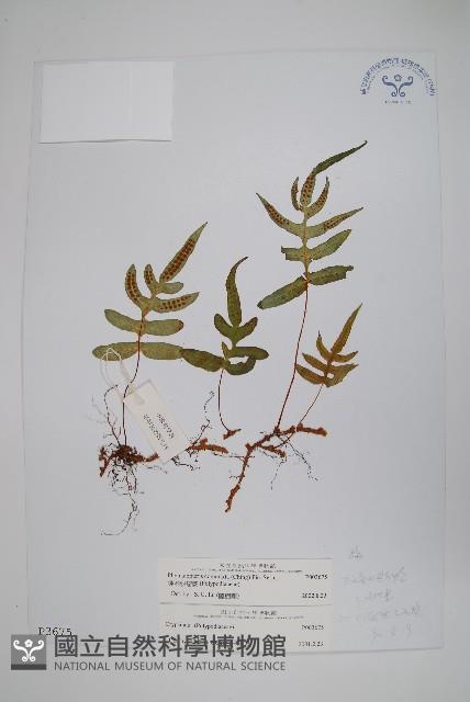 鈍羽假瘤蕨藏品圖，第1張