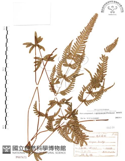 半邊羽裂鳳尾蕨藏品圖，第1張