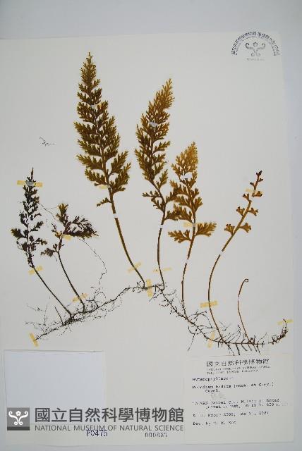 蕗蕨藏品圖，第1張