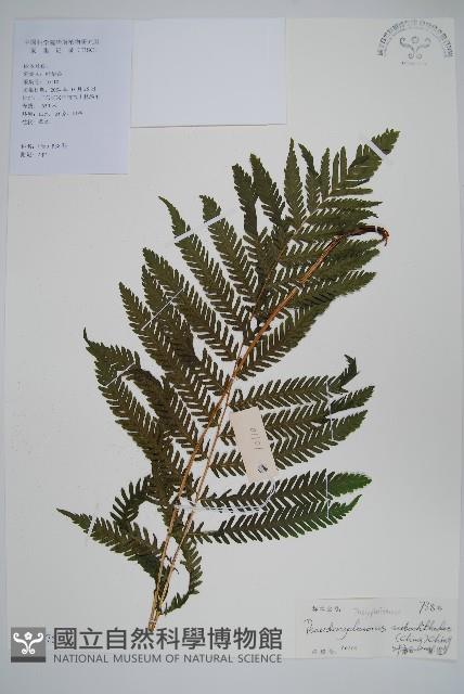 普通假毛蕨藏品圖，第1張